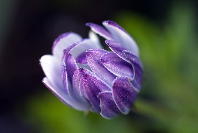 This photograph showcases a close-up view of a purple flower covered in dewdrops, capturing the minute details and textures of the petals. The focus is on the bloom, with a blurred background providing contrast and drawing attention to the flower. Ideal for use in nature-themed designs, floral displays, gardening materials, or any project celebrating natural beauty and freshness.