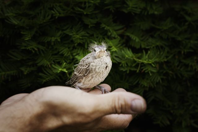 Tender moment captures baby bird perching on human hand against vibrant green backdrop. Perfect for campaigns on nature conservation, compassion, and the beauty of wildlife.