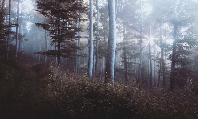 Dense woodland featuring tall trees with mist and sun rays creating a magical atmosphere. Captures natural beauty and tranquility. Ideal for backgrounds, nature-themed designs, environmental projects, and creating a serene ambiance in various media.