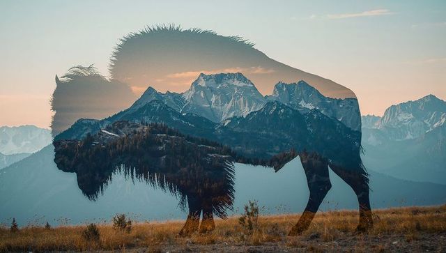 Double-exposure bison silhouette blending alpine peaks and forest ridges at dawn
