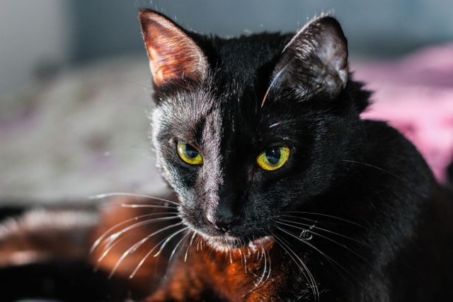 Close-up of a black cat with an intense gaze and yellow eyes, captured in natural light. The sharp whiskers and serious expression give it a captivating and dramatic look. Ideal for use in pet care advertisements, animal portraits, or articles about domestic cats and their behaviors.