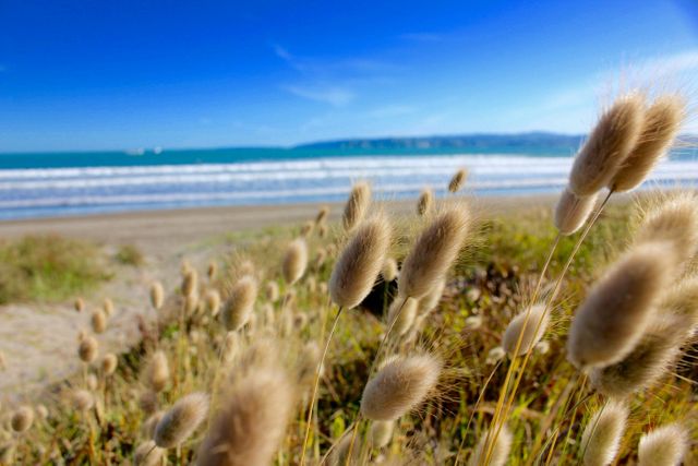 View of beach grass in foreground with clear blue ocean and waves on sunny day. Ideal for travel, nature, relaxation, and coastal scenery concepts.