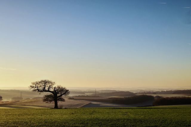 Iconic solitary tree standing in a vast, serene countryside landscape during sunrise. The morning light casts a golden hue over the fields and hills in the horizon, providing a tranquil and peaceful atmosphere. Perfect for illustrating themes of solitude, nature's beauty, and rural life. Ideal for use in travel blogs, environmental publications, or designs needing a serene and calming background.