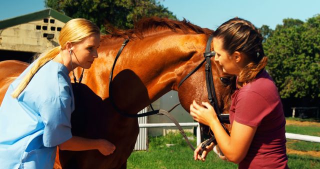 Veterinarian Examining Horse While Trainer Holds Bridle Outdoors - Download Free Stock Images Pikwizard.com