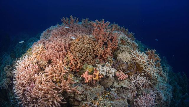 Vibrant tropical coral bommie on reef slope with branching corals and silvery fish