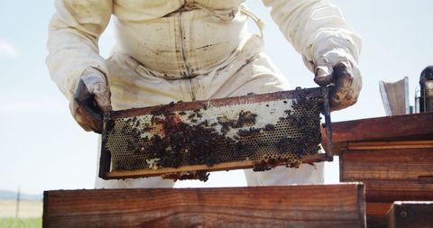 Beekeeper arranging honeycomb frame at apiary