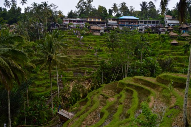 This image depicts lush, green terraced rice fields with vibrant plants and palm trees on a hillside, showcasing a rural and tropical setting. Ideal for use in travel blogs, agricultural articles, and environmental studies.