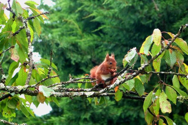 Red squirrel eating nuts on tree branch in lush forest - Download Free Stock Photos Pikwizard.com