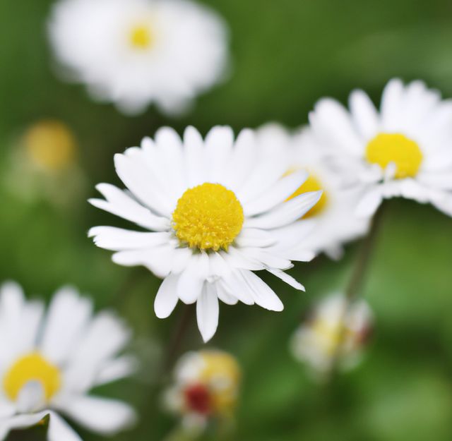 Close-Up of Beautiful Daisy Flowers in Bloom - Download Free Stock Photos Pikwizard.com