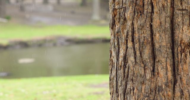 Close-up of a tree trunk with textured bark on a rainy day in a park. Blurred background shows a peaceful, natural setting with a pond. Ideal for themes of nature, tranquility, environment, and outdoor lifestyle content.