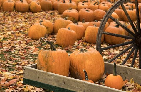 Rustic pumpkin harvest with wooden wagon wheel, crate of pumpkins and colorful autumn leaves
