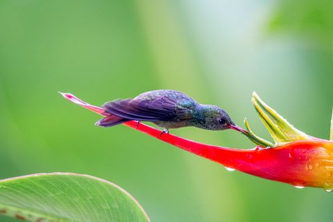 Colorful Hummingbird Feeding from Exotic Flower