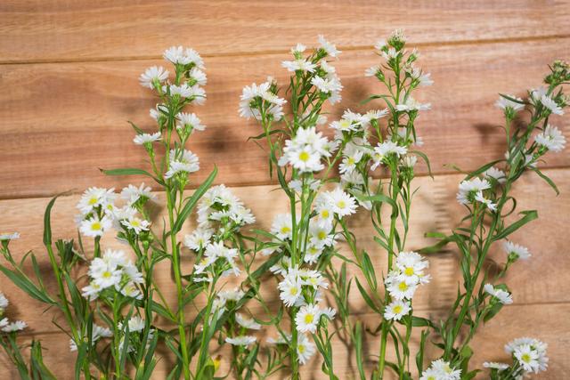 Fresh white flowers arranged on wooden board
