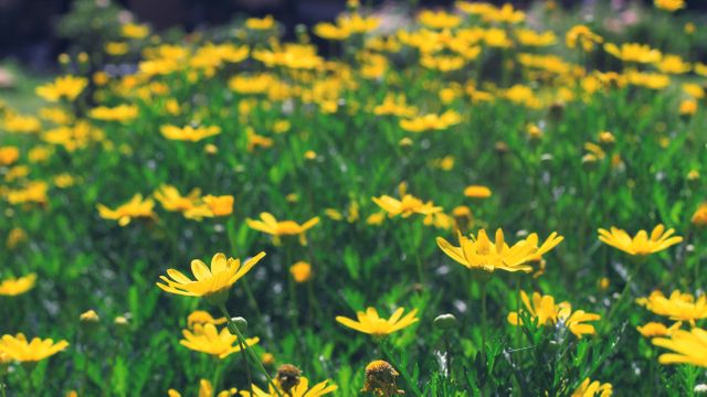 Field of Vibrant Yellow Daisies in Bloom - Download Free Stock Photos Pikwizard.com