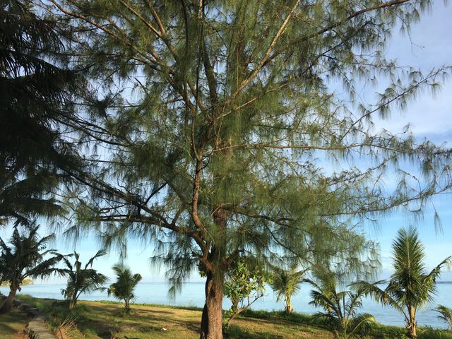 Tall pine tree standing by tropical coastline with background of palm trees, ocean, and clear sky. Image ideal for use in travel brochures, nature articles, vacation websites, or serene landscape presentations.