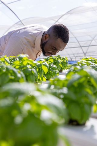Man Contemplating Fresh Basil in Modern Hydroponic Greenhouse