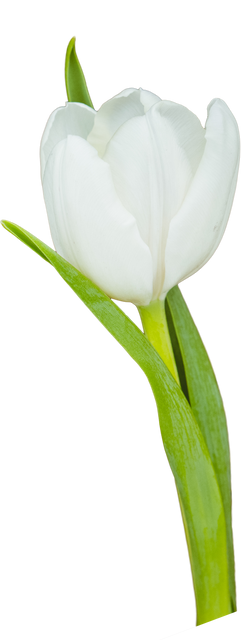 Close-up Transparent White Tulip with Stem and Leaves Isolated - Download Free Stock Videos Pikwizard.com