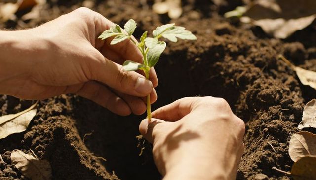 Hands planting young seedling in rich soil for sustainable gardening and growth