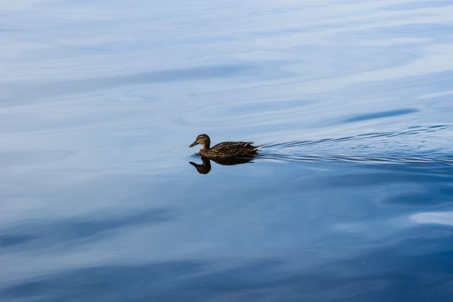 Duck Swimming Gracefully on Calm Blue Lake - Download Free Stock Photos Pikwizard.com