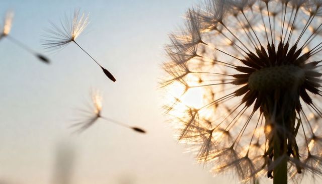 Glowing dandelion seedhead backlit by warm low sun with drifting seeds and soft bokeh