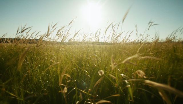 Sunlit Meadow with Swaying Tall Grass and Lens Flare
