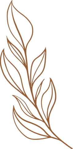 elegant brown botanical branch line art on transparent - Download Free Stock Videos Pikwizard.com