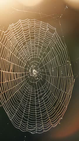 Spider web swaying through dawn garden with dewdrops sparkling vertical macro video