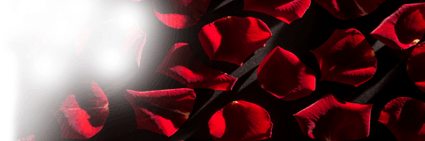 Transparent rose petals in abstract arrangement