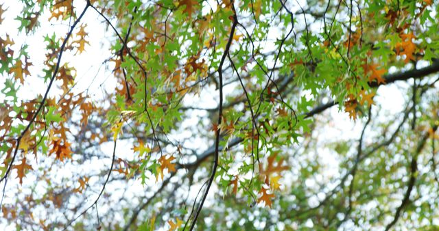 Close-up of tree branches with green and orange leaves, capturing the essence of fall transition. Great for nature websites, seasonal blogs, and backgrounds for autumn-themed graphics.