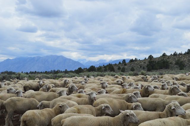 Large flock of sheep grazing on expansive mountainous terrain under a cloudy sky. Perfect for use in agriculture and livestock promotional materials, rural life editorials, or environmental studies. Great for illustrating pastoral scenes, showcasing nature and landscapes, or enhancing content related to animal husbandry.