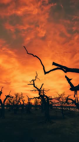 Tilting camera revealing dead tree silhouettes against fiery sunset sky over flooded marsh