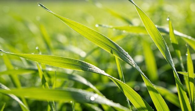 Sunlit dew on translucent grass blades with soft bokeh morning meadow glow