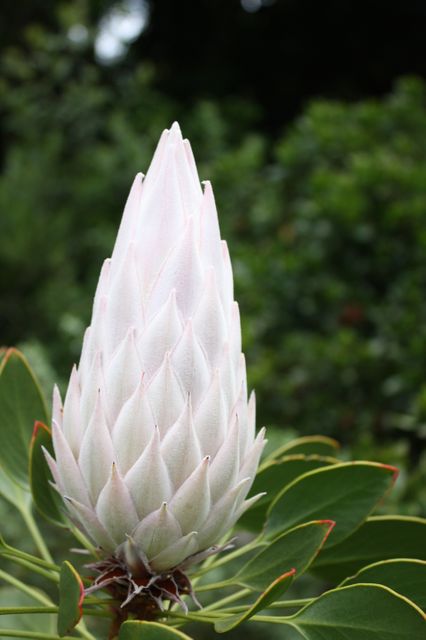 Close-up of an emerging white protea flower surrounded by vibrant green foliage. Captured with a backdrop of natural greenery, this image is perfect for use in botanical magazines, gardening websites, nature-themed blogs, or as wall art in homes and offices looking to add a touch of nature.