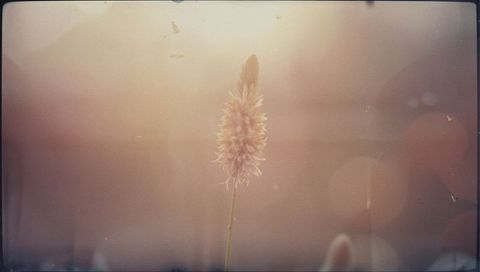 Glowing grass stalk catching golden backlight with pink seed head and soft bokeh