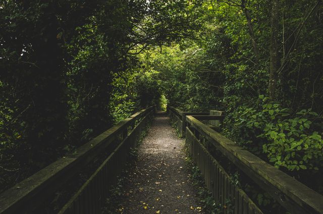 Wooden pathway surrounded by dense forest greenery, creating serene and peaceful outdoor atmosphere. Ideal for use in themes of nature walks, hiking trails, quiet getaways, and exploring the beauty of natural environments.