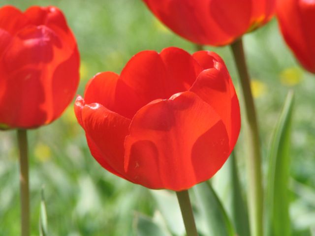Red tulips brightly blooming under the sun in a green garden. Can be used for seasonal promotions, gardening tips, floral arrangements, nature backgrounds, springtime activities, and greeting cards.