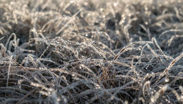 Sparkling frosted meadow grasses catching low morning sun with dew droplets and bokeh