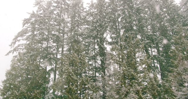 Tall green trees covered in snow during winter
