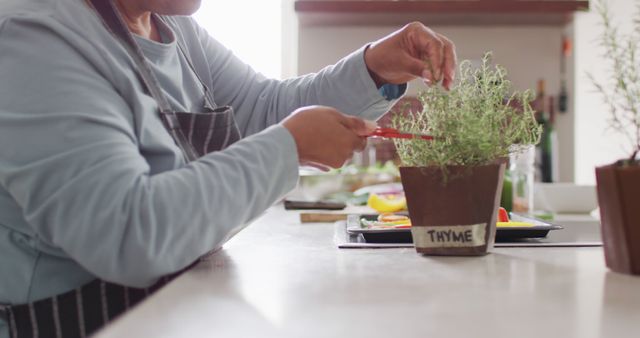 Person Trimming Fresh Thyme in Modern Kitchen - Download Free Stock Images Pikwizard.com