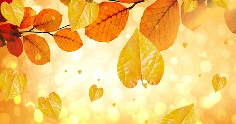 Falling autumn leaves against warm golden background