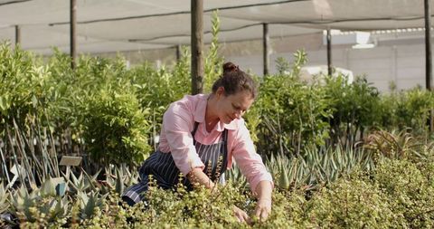 Female Nursery Worker Pruning Succulents in Greenhouse