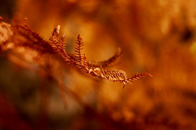 Capturing details of autumn fern fronds bathed in warm sunlight. Ideal for nature-related articles, seasonal greeting cards, fall-themed background, or botanical studies.