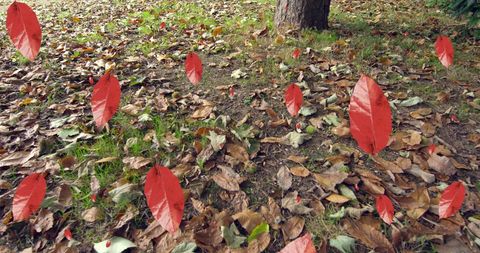 Vibrant Autumn Leaves Gently Falling on Earthy Ground
