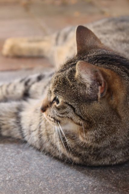 A calm tabby cat is lying down on a pavement outdoors, appearing relaxed and content. Its focused eyes and detailed fur coat are prominently visible. This image is excellent for use in pet care promotions, calming graphics, veterinary advertisements, and articles on pet behaviors.