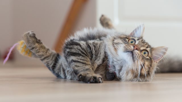 Cat with fluffy fur lying on floor with paws up, appearing playful and curious. Could be used for pet-related advertisements, websites, or articles on cat behavior. Ideal for illustrating key points in content about domestic cats, their playful nature, and indoor life.