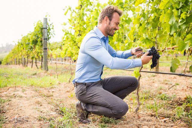 Man harvesting grapes in vineyard, showcasing agricultural work and viticulture. Ideal for use in articles about farming, wine production, rural life, and agricultural practices. Perfect for promoting vineyard tours, wine tasting events, and agricultural equipment.
