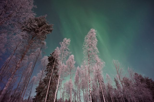 Snow-covered bare trees standing tall under a mesmerizing display of the northern lights. Perfect for use in travel brochures, nature presentations, and website banners. Highlights the serene beauty of winter landscapes and showcases the captivating phenomenon of the aurora borealis.