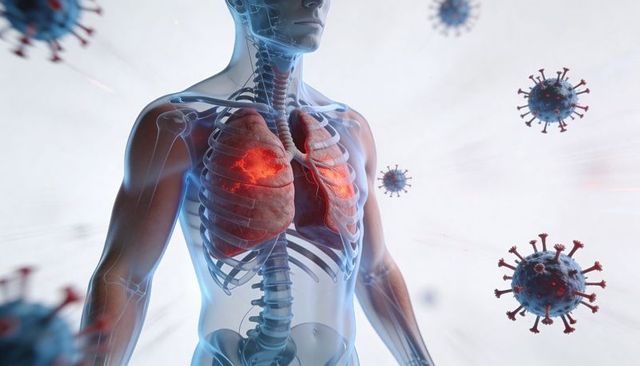Transparent Torso Showing Inflamed Lungs with Floating Viruses 3D Medical Illustration
