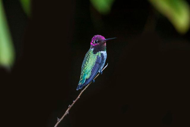 Vibrant hummingbird perching on a thin branch against a dark background with iridescent feathers. Suitable for use in wildlife and nature photography collections, articles or blogs about birdwatching and ornithology, educational materials on tropical birds, decor or inspirational posters highlighting nature's beauty.
