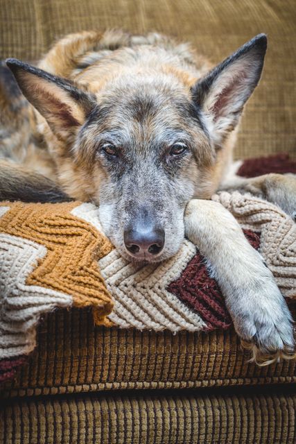 German Shepherd resting on a couch with a cozy knitted blanket. Suitable for use in pet care, home decor, and lifestyle projects. Ideal for depicting relaxed domestic scenes and the comforts of home.